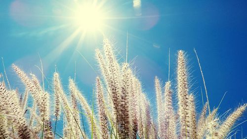 Low angle view of crop against sky on sunny day