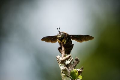 Tropical carpenter bee perched in nature