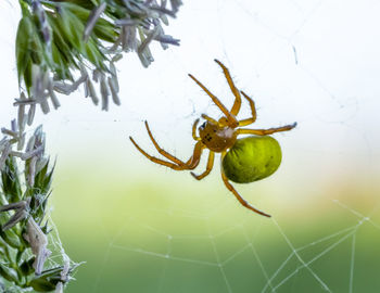 Close-up of spider