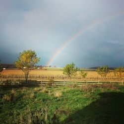 Rainbow over field