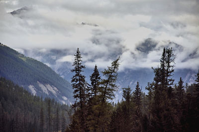 Pine trees in forest against sky