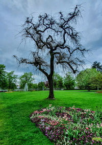 View of flowering trees in park