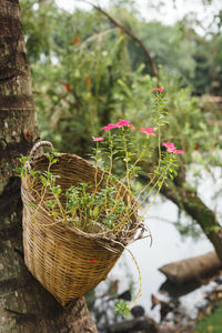 Close-up of flowering plant in basket