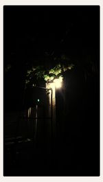 View of illuminated trees at night