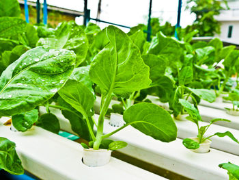 Close-up of fresh green plants in pot