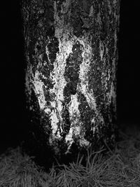 Close-up of lichen on tree trunk