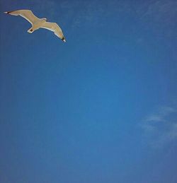 Low angle view of birds flying against blue sky