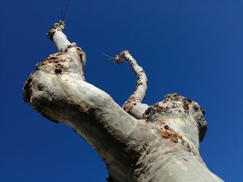 Low angle view of dead tree against clear blue sky