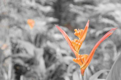 Close-up of yellow flower blooming