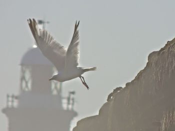 Low angle view of seagull flying in sky