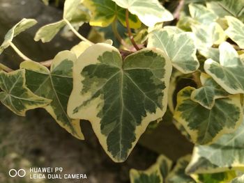 Close-up of fresh green leaves