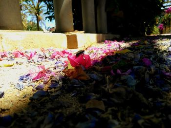 Close-up of flowers on autumn leaves