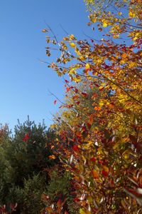 Low angle view of tree growing against sky