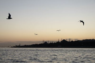 Silhouette birds flying over sea against sky