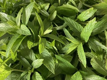 High angle view of peppermint green leaves