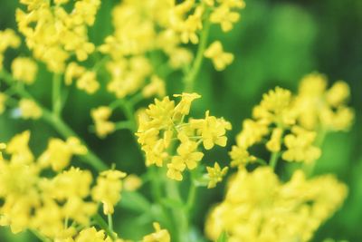 Close-up of yellow flowers blooming outdoors