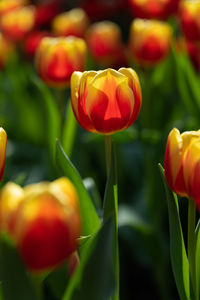 Close-up of red tulip