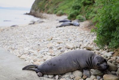 Seal lying on stones at beach