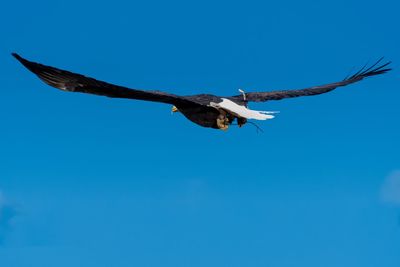 Low angle view of eagle flying in sky