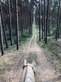 Low section of person in the forest