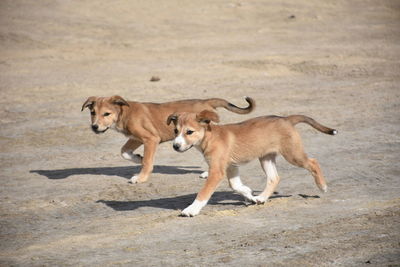 Side view of two dogs on land