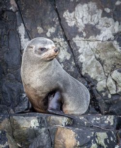 Close-up of sea lion on rock