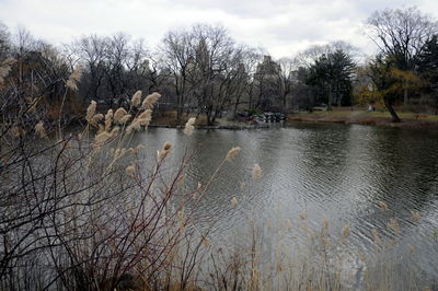 Bare trees by river against sky