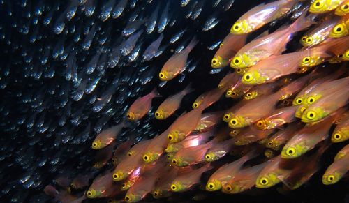 School of fish swimming in sea