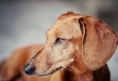 Close-up of a dog looking away