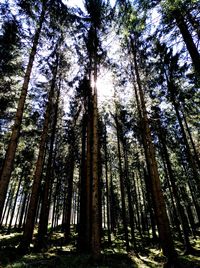 Low angle view of bamboo trees in forest