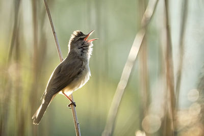 Close-up of bird perching on twig