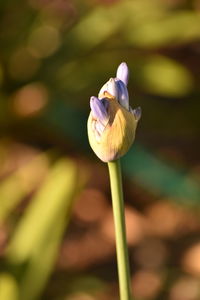 Close-up of honey bee on flower blooming outdoors