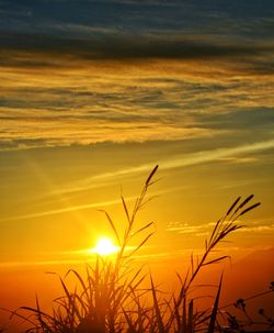 Silhouette plants growing on field against orange sky