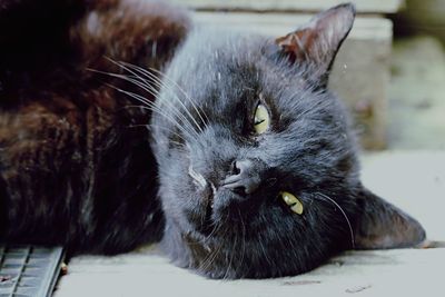 Close-up of cat lying down