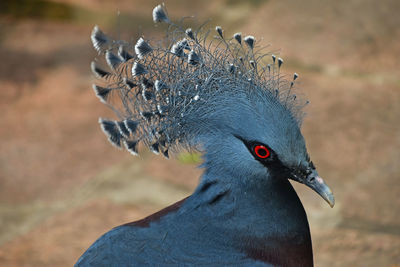 Close-up of peacock