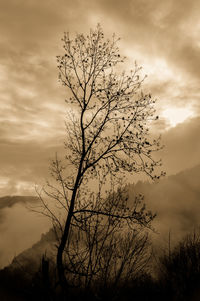 Low angle view of bare trees against cloudy sky