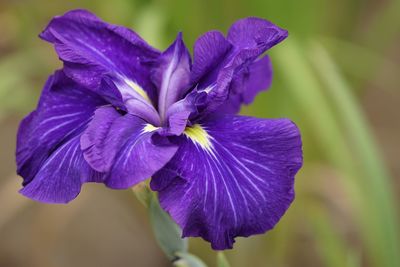 Close-up of purple iris flower