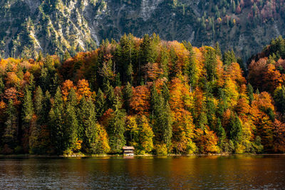 Scenic view of lake in forest during autumn