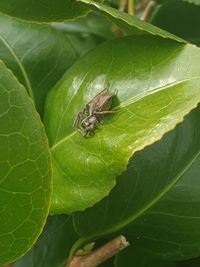 High angle view of insect on leaf