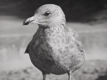 Close-up of bird