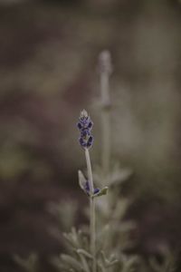 Close-up of purple flowering plant on field