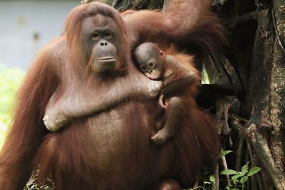 Portrait of a orangutan