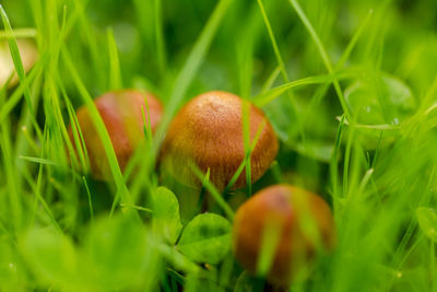 Close-up of mushrooms growing on field