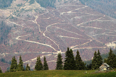 Deforestation in romania. mountain slope devastated by illegal forest exploitation