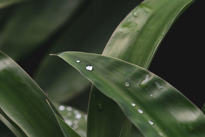 Close-up of raindrops on leaves