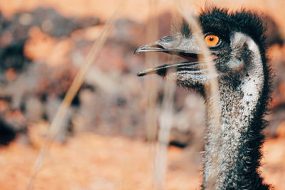 Close-up portrait of bird