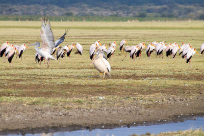 Flock of birds on landscape