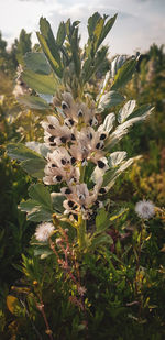 Close-up of flowering plant on field