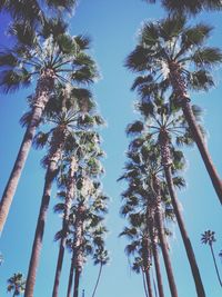 Low angle view of trees against clear blue sky