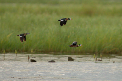 Birds flying over lake